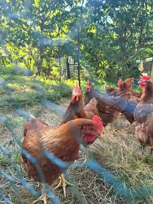 Animales en el bed & breakfast o alrededores