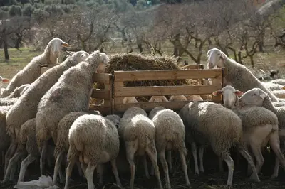 Animales en el apartamento o alrededores