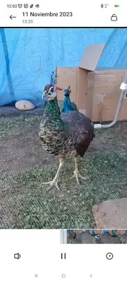 Animales en la casa o chalet o alrededores