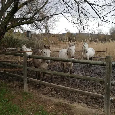 Animales en el apartamento o alrededores