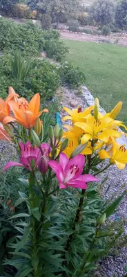 Jardín al aire libre en Casa Los Olivos