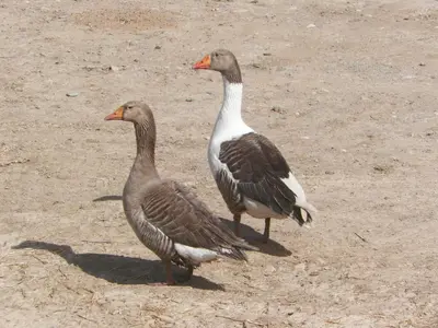 Animales en la casa o chalet o alrededores