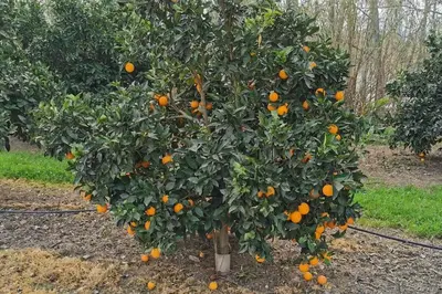 Jardín al aire libre en Casa Bretalunya