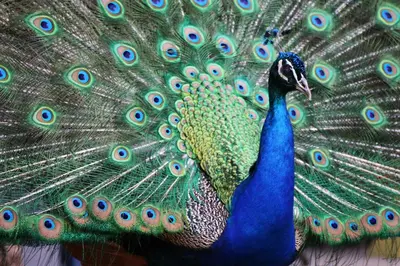 Animales en el agroturismo o alrededores