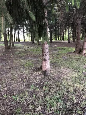 Jardín al aire libre en Apartamentos MyM