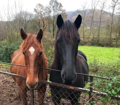 Animales en el apartamento o alrededores