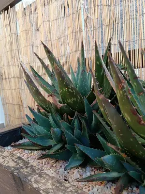 Plano de La placita