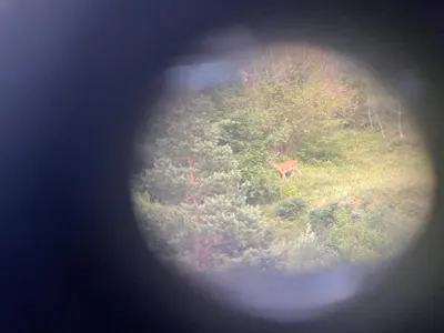 Animales en el apartamento o alrededores