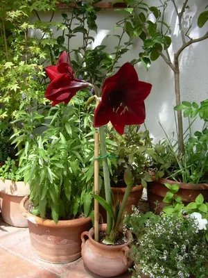 Jardín al aire libre en River Ebro Holidays