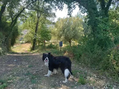 Mascotas con sus dueños en Casas Natura Suites Graus