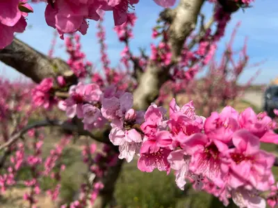 Jardín al aire libre en Can Sole Rural