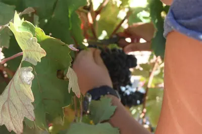 Jardín al aire libre en Apartamento Turístico Cigüeña de Alfaro