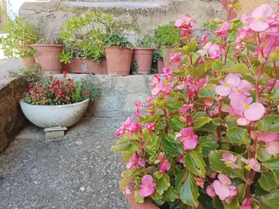 Jardín al aire libre en Hostal San José