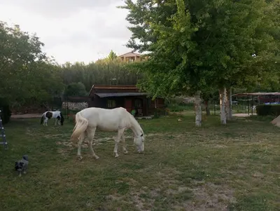 Animales en el chalet de montaña o alrededores