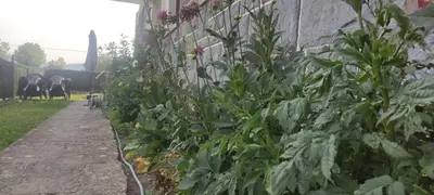 Jardín al aire libre en Sortalde ttiki