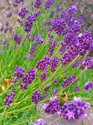 Jardín al aire libre en Casa rural Txorrota Txortako Txikia Selva de Irati