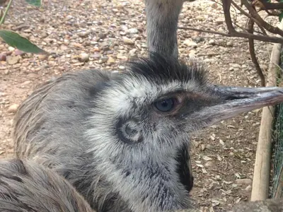 Animales en el apartamento o alrededores