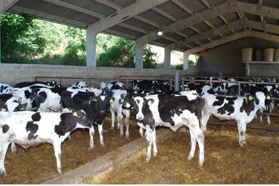 Animales en el agroturismo o alrededores
