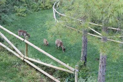 Animales en el chalet de montaña o alrededores