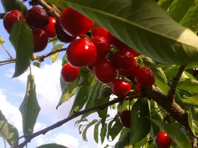 Jardín al aire libre en Apartamentos La Borda Castillon