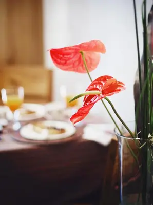 Comida en o cerca de este apartamento