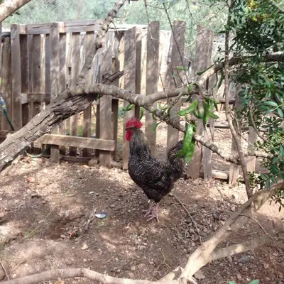 Animales en el chalet de montaña o alrededores