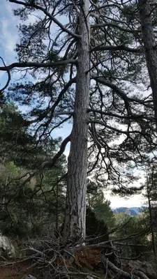 Paisaje cerca of this country house