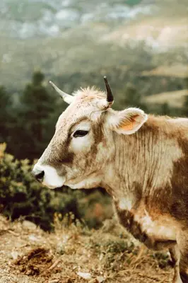 Animales en el agroturismo o alrededores