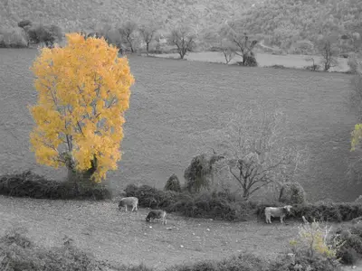 Animales en the country house o alrededores