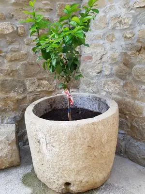 Plano de Natura Jordan