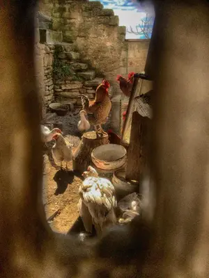 Animales en the country house o alrededores