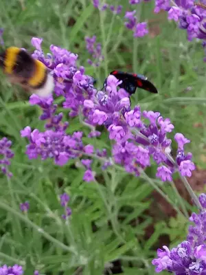 Animales en la casa o chalet o alrededores