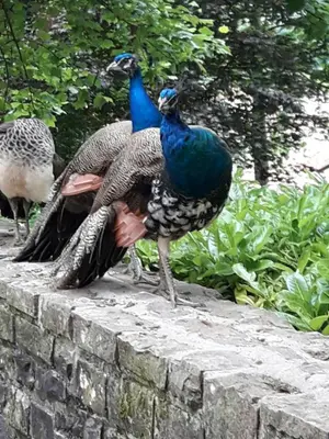 Animales en el hostal o pensión o alrededores