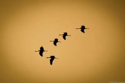 Animales en el apartamento o alrededores