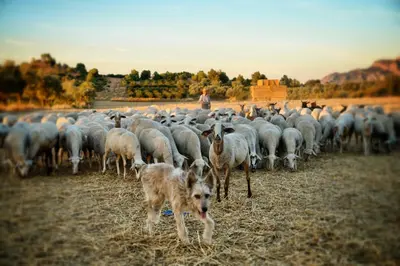 Animales en la casa o chalet o alrededores