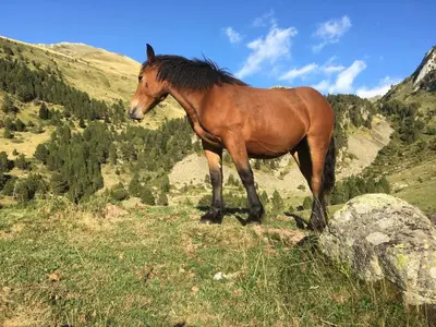 Animales en la casa o chalet o alrededores