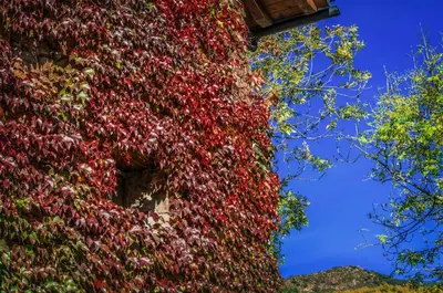 Jardín al aire libre en Cal Sodhi