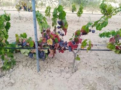 Jardín al aire libre en Los Trulls d´Auligué