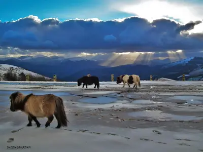 Animales en el apartamento o alrededores