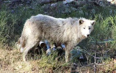 Animales en el hotel o alrededores