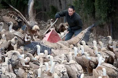 Animales en the country house o alrededores