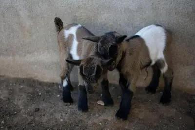 Animales en the country house o alrededores