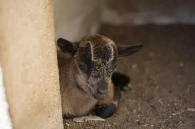 Animales en the country house o alrededores