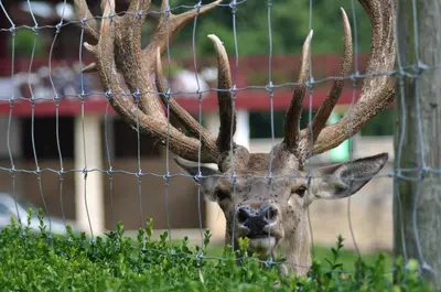 Animales en el hotel o alrededores