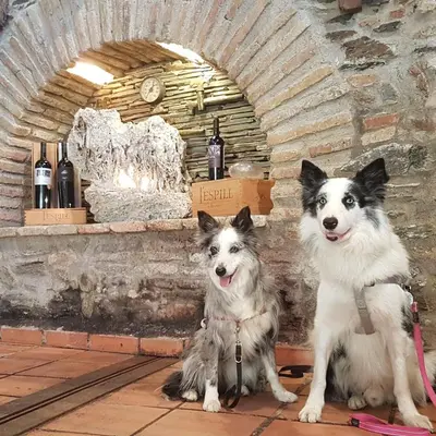 Mascotas con sus dueños en Cal Batistet Ferrer
