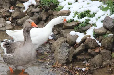 Animales en la casa o chalet o alrededores