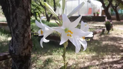Jardín al aire libre en Despertar en Riglos