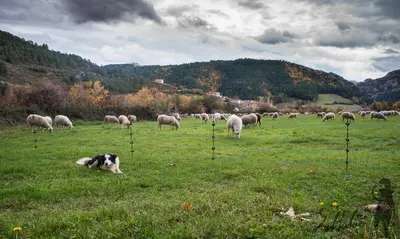 Animales en the country house o alrededores