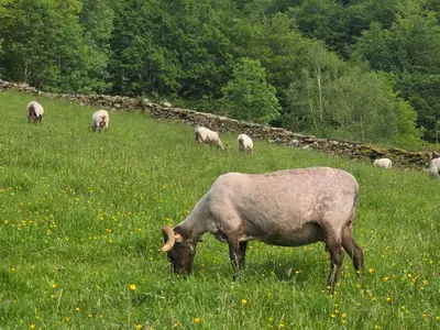 Animales en the country house o alrededores
