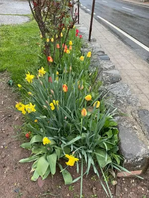 Jardín al aire libre en Casita Bonita
